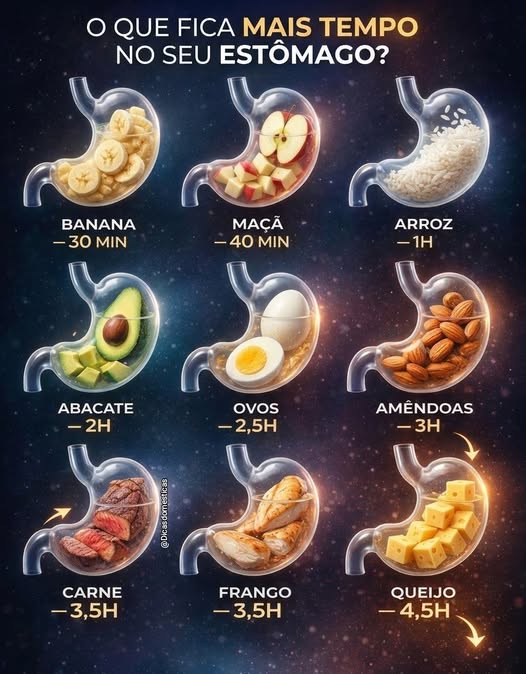 temopo da digestao dos alimentos.jpg